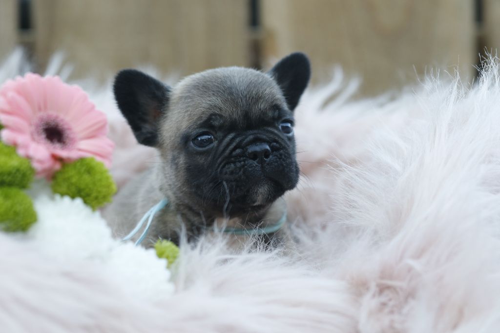 Des Canailles De La Bergerie - Chiot disponible  - Bouledogue français