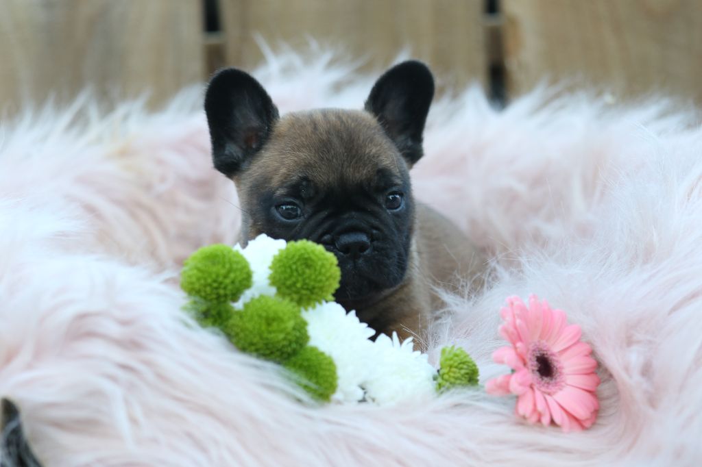 Des Canailles De La Bergerie - Chiot disponible  - Bouledogue français