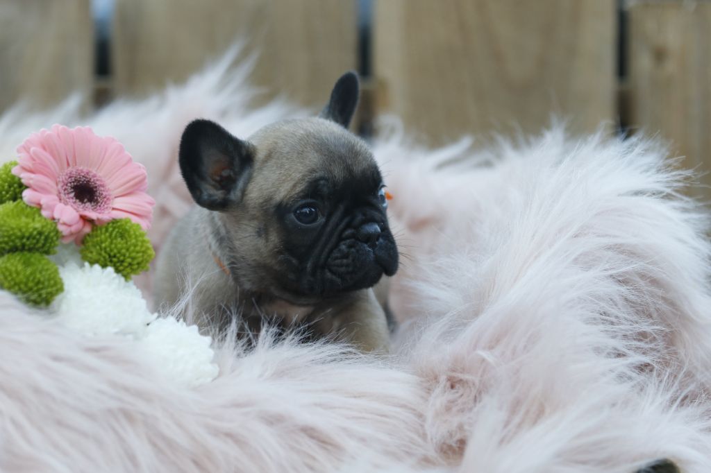 Des Canailles De La Bergerie - Chiot disponible  - Bouledogue français