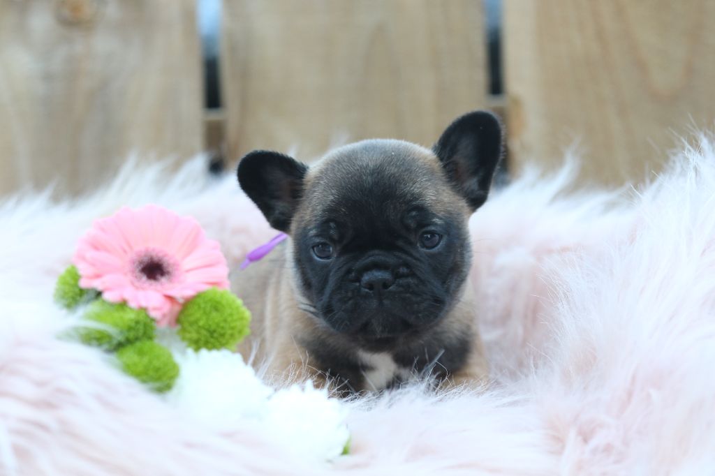 Des Canailles De La Bergerie - Chiot disponible  - Bouledogue français