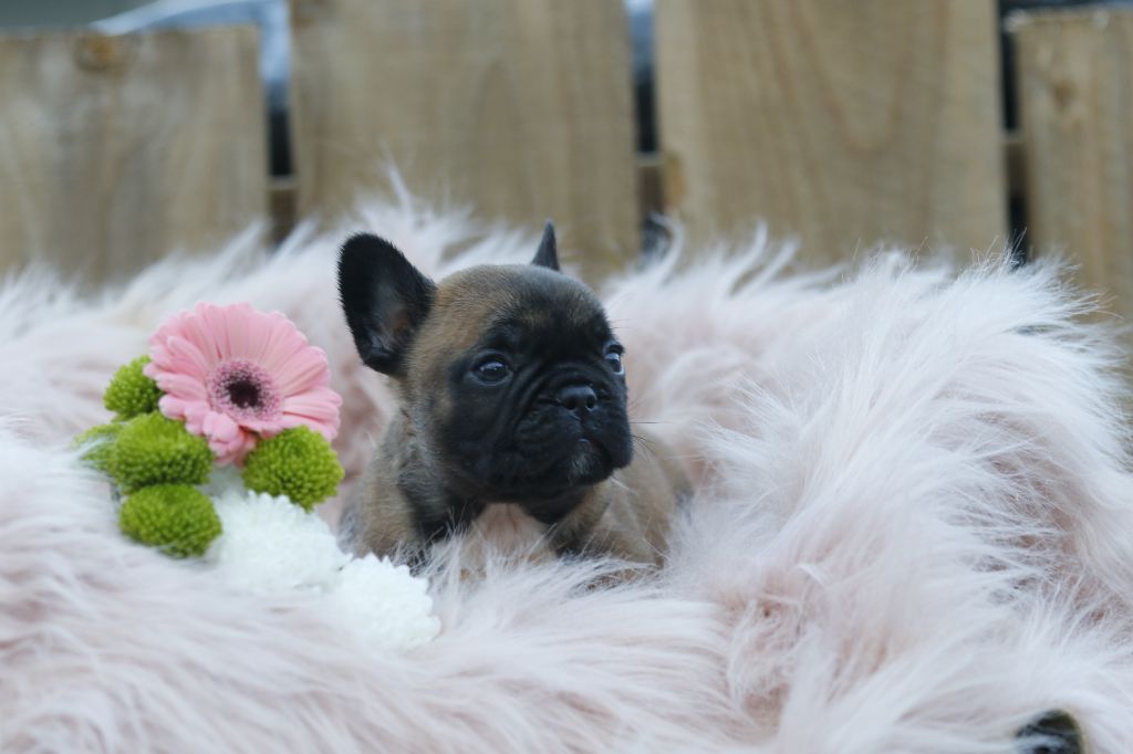 Des Canailles De La Bergerie - Chiot disponible  - Bouledogue français