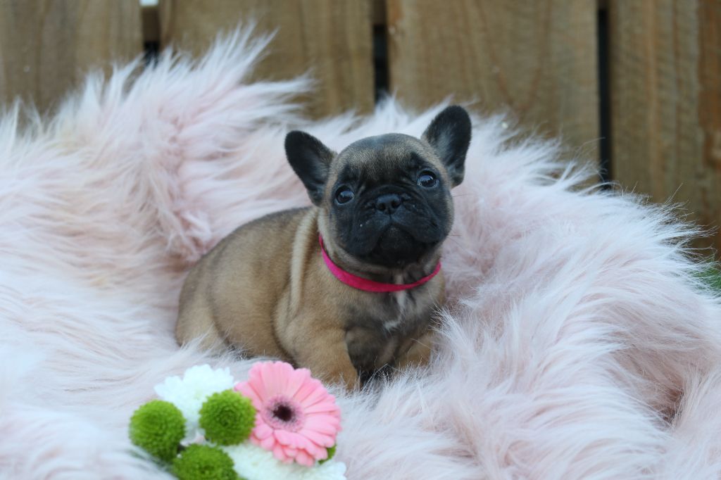 Des Canailles De La Bergerie - Chiot disponible  - Bouledogue français