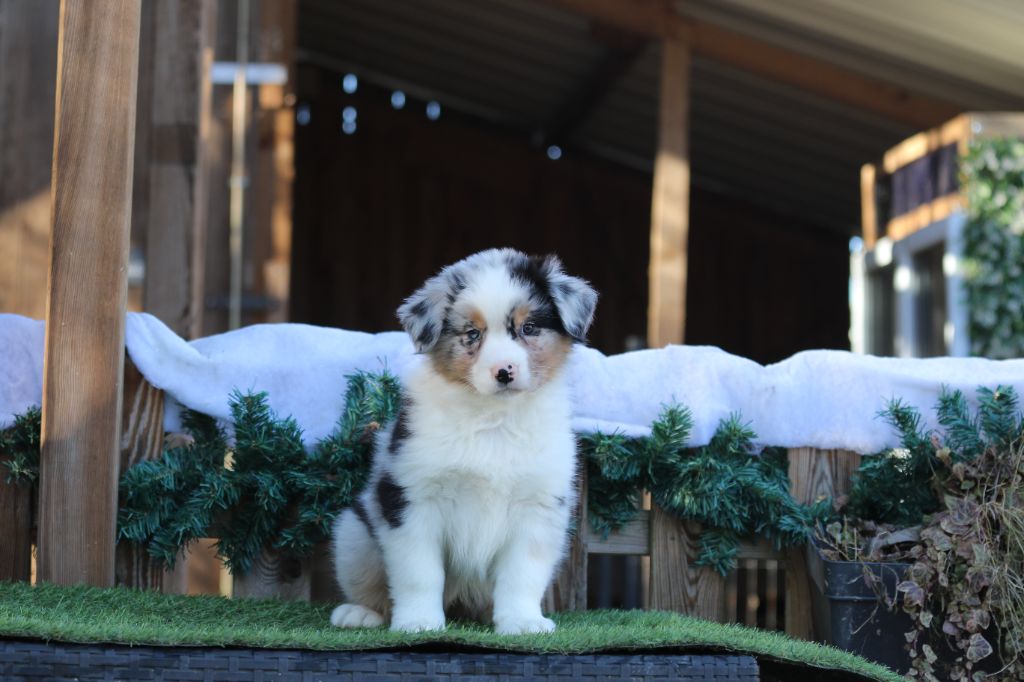 Des Canailles De La Bergerie - Chiot disponible  - Berger Australien