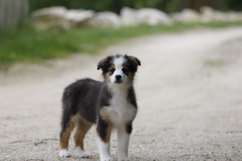 Des Canailles De La Bergerie - Chiot disponible  - Berger Australien