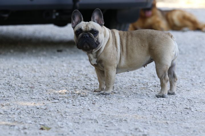 New maroccan tajine du Chevalier Gascon