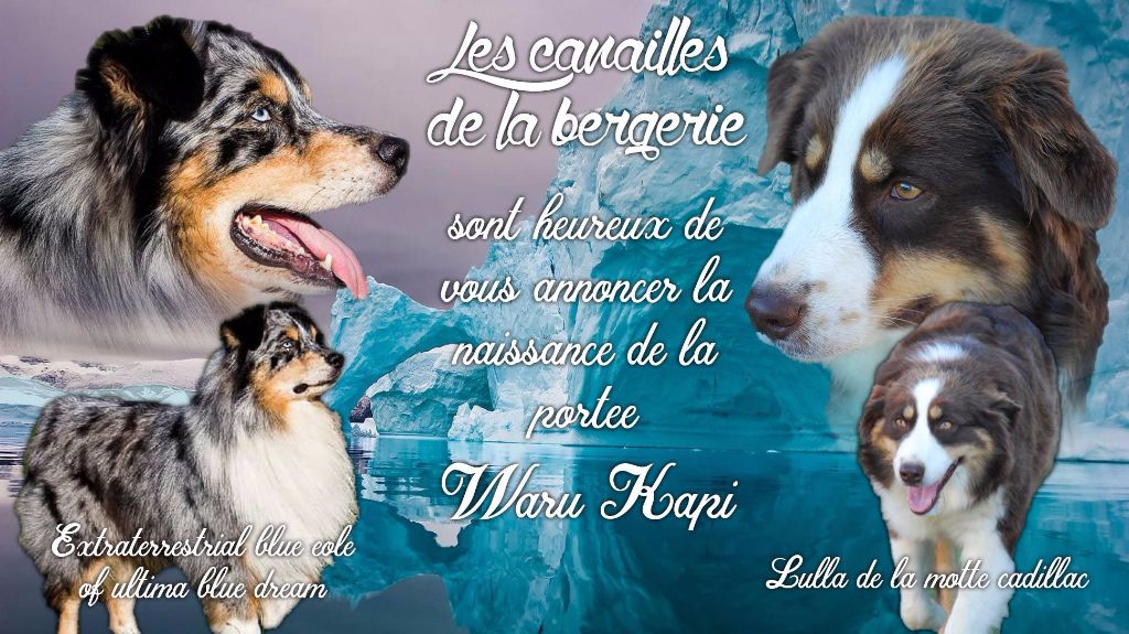 Chiot Berger Australien Des Canailles De La Bergerie