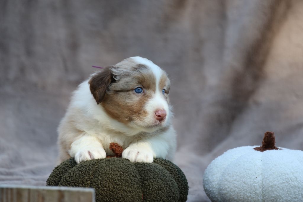 Des Canailles De La Bergerie - Chiots disponibles - Berger Australien