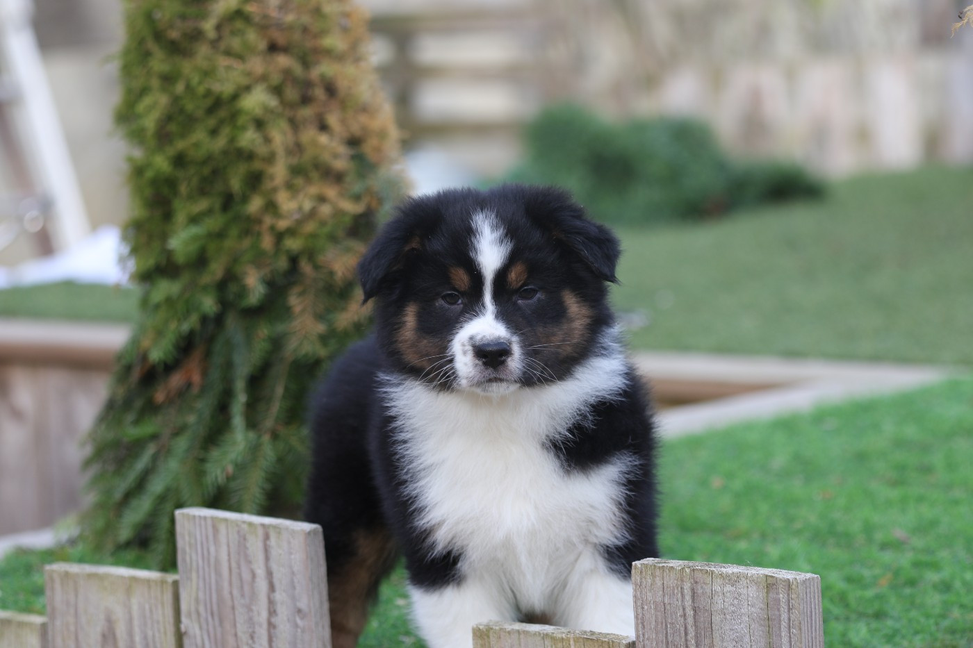 Des Canailles De La Bergerie - Chiots disponibles - Berger Australien