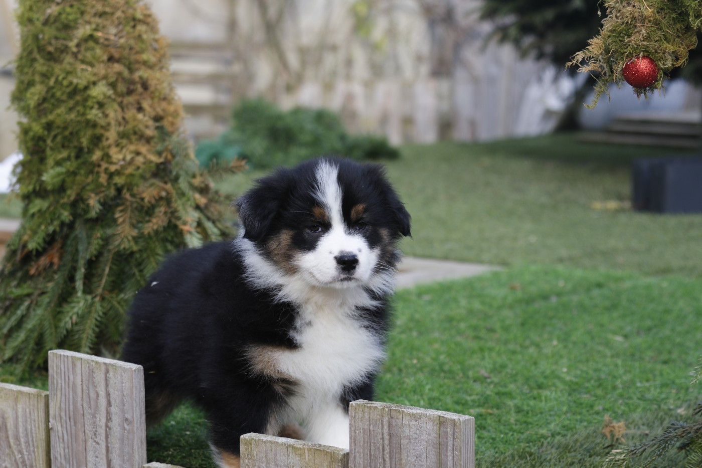 Des Canailles De La Bergerie - Chiots disponibles - Berger Australien