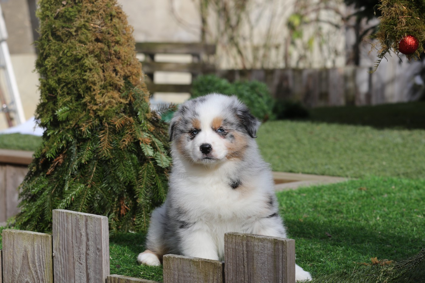 Des Canailles De La Bergerie - Chiots disponibles - Berger Australien