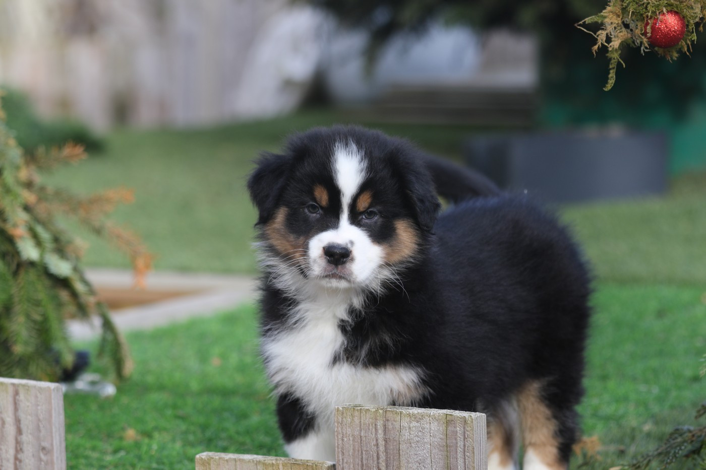 Des Canailles De La Bergerie - Chiots disponibles - Berger Australien