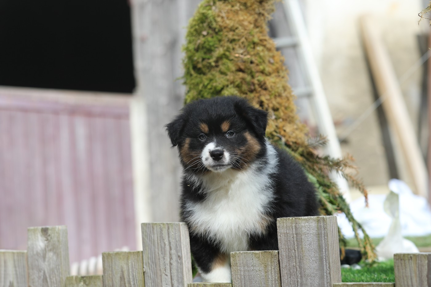 Des Canailles De La Bergerie - Chiots disponibles - Berger Australien