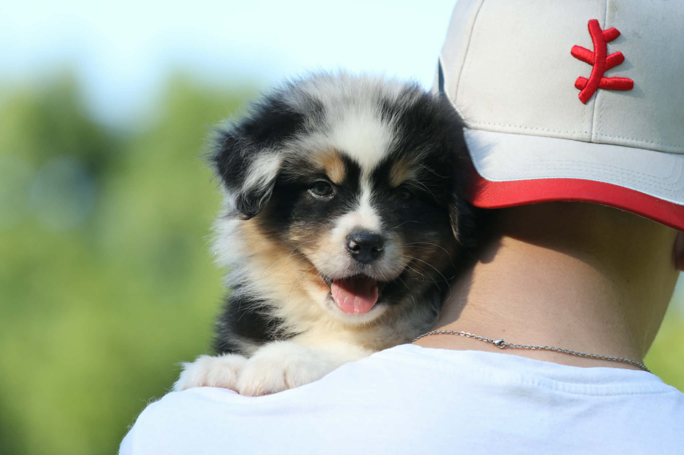 Des Canailles De La Bergerie - Chiots disponibles - Berger Australien