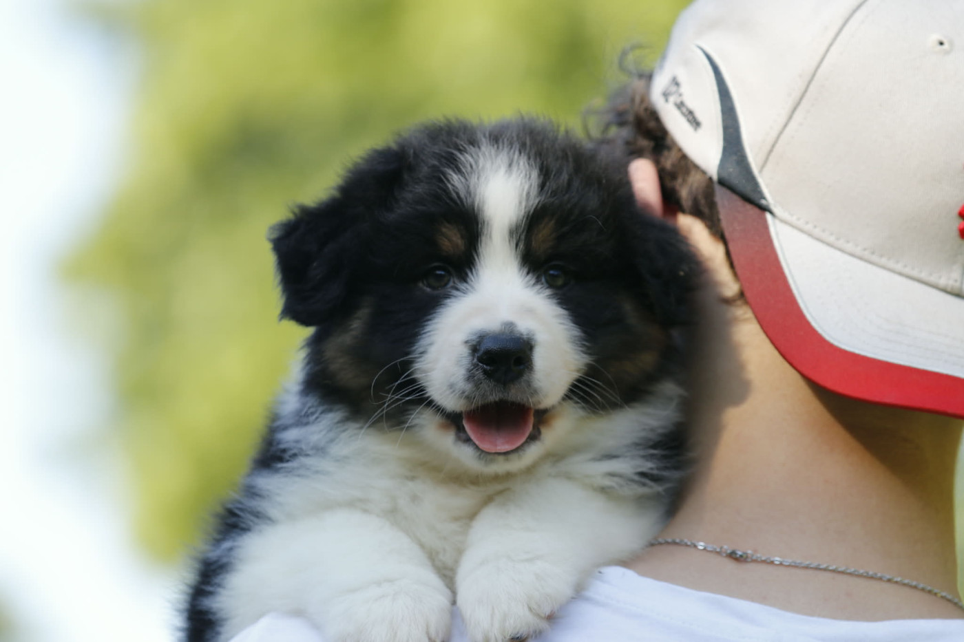 Des Canailles De La Bergerie - Chiots disponibles - Berger Australien