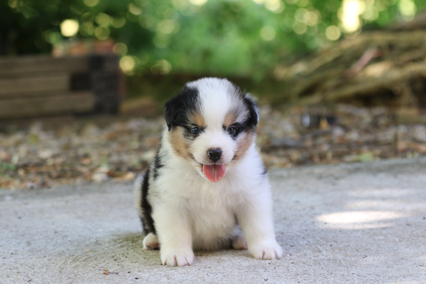 Des Canailles De La Bergerie - Chiots disponibles - Berger Australien