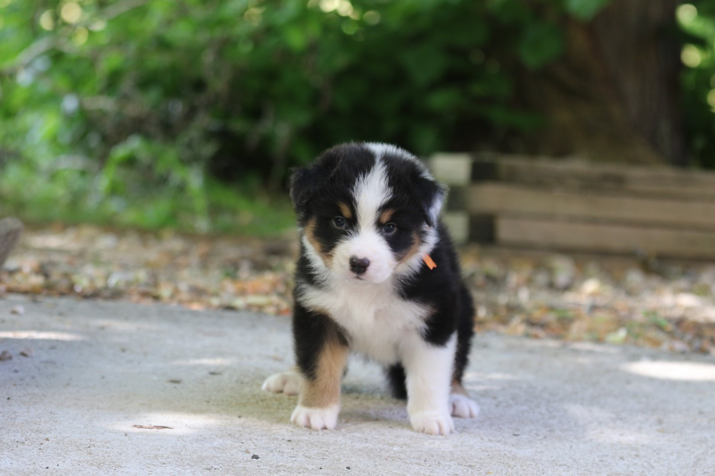 Des Canailles De La Bergerie - Chiots disponibles - Berger Australien