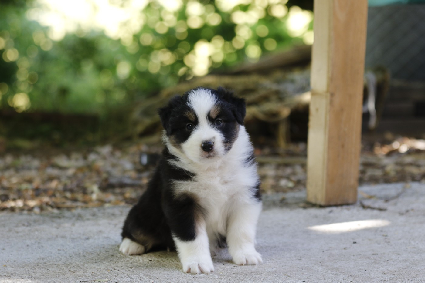 Des Canailles De La Bergerie - Chiots disponibles - Berger Australien