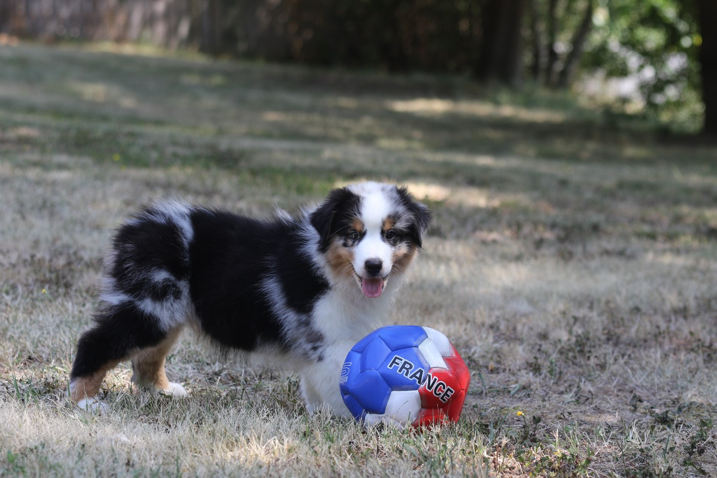 Des Canailles De La Bergerie - Chiots disponibles - Berger Australien