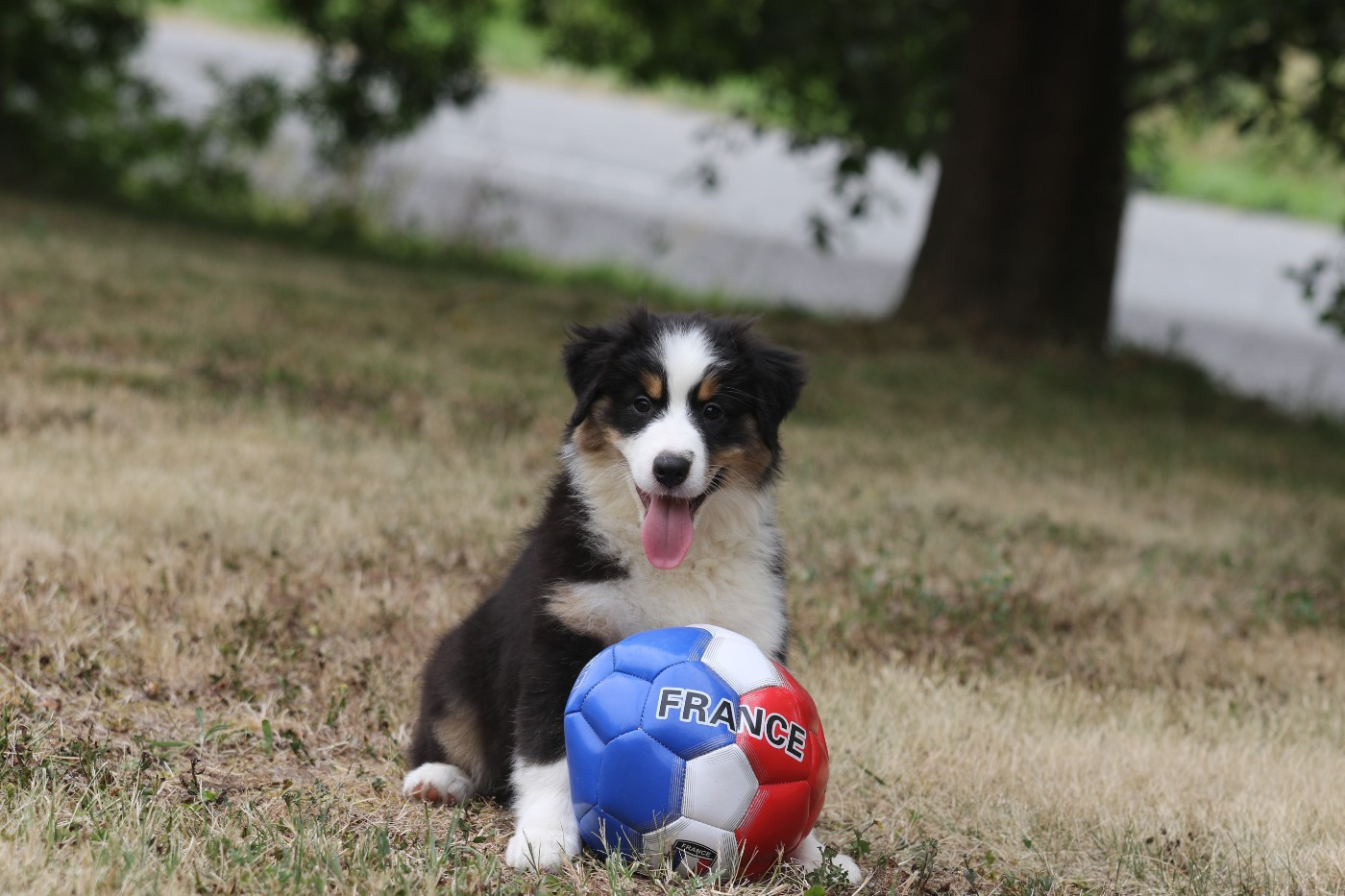 Des Canailles De La Bergerie - Chiots disponibles - Berger Australien