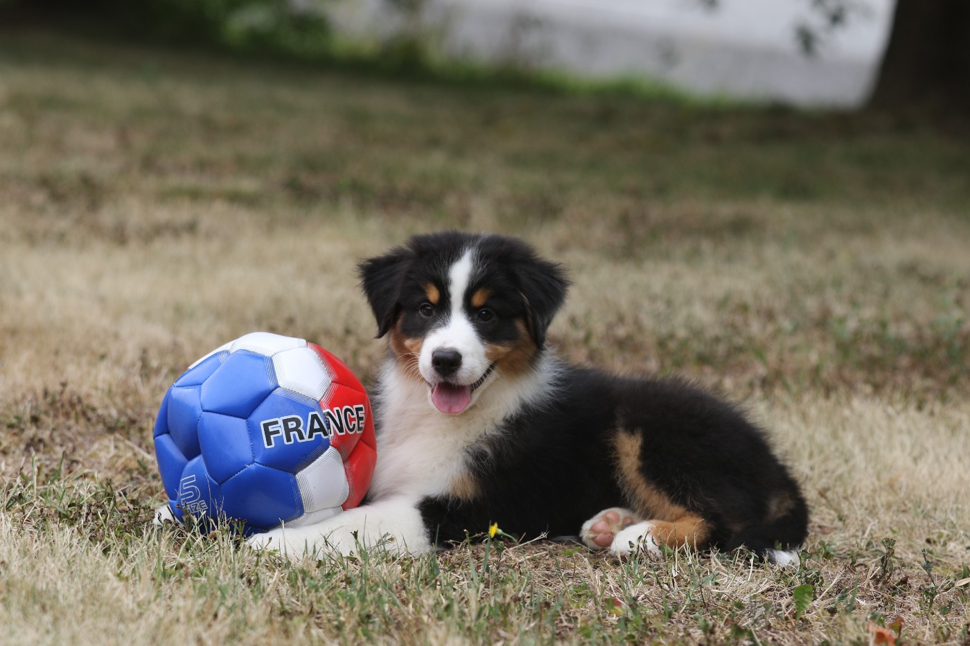 Des Canailles De La Bergerie - Chiots disponibles - Berger Australien