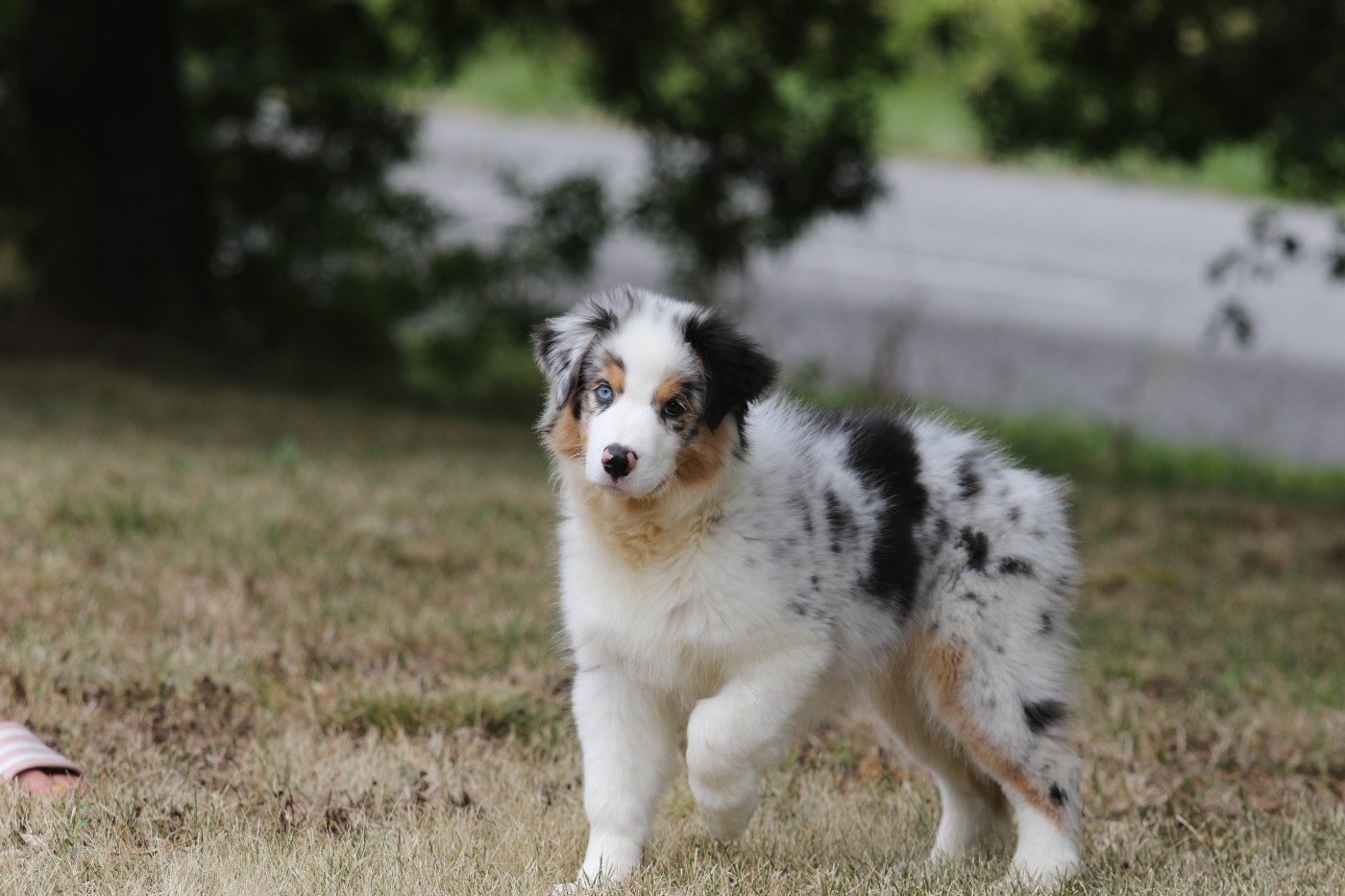 Des Canailles De La Bergerie - Chiots disponibles - Berger Australien