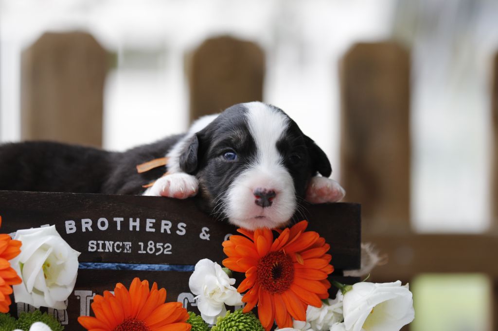 Des Canailles De La Bergerie - Chiots disponibles - Berger Australien