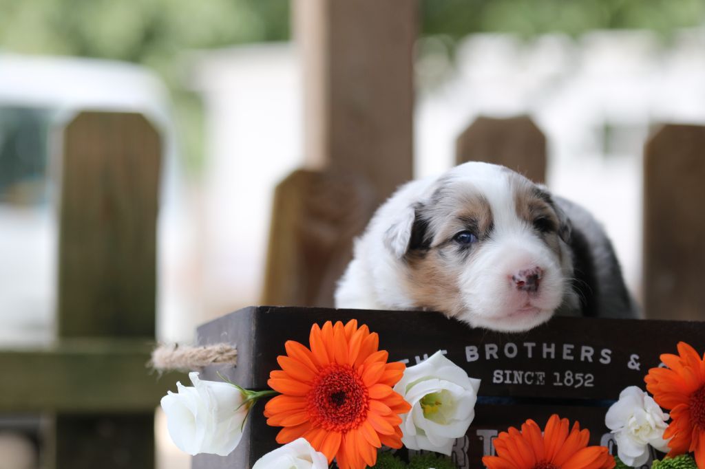 Des Canailles De La Bergerie - Chiots disponibles - Berger Australien