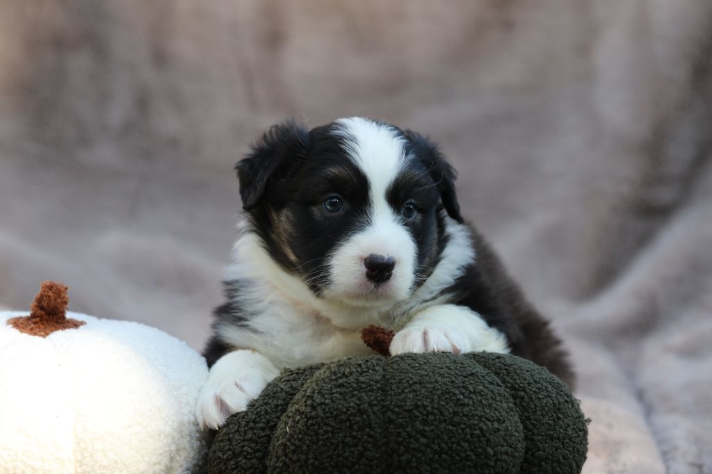 Des Canailles De La Bergerie - Chiots disponibles - Berger Australien