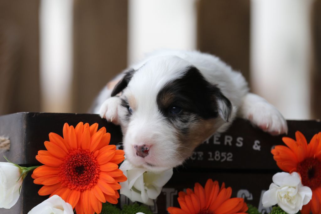 Des Canailles De La Bergerie - Chiots disponibles - Berger Australien