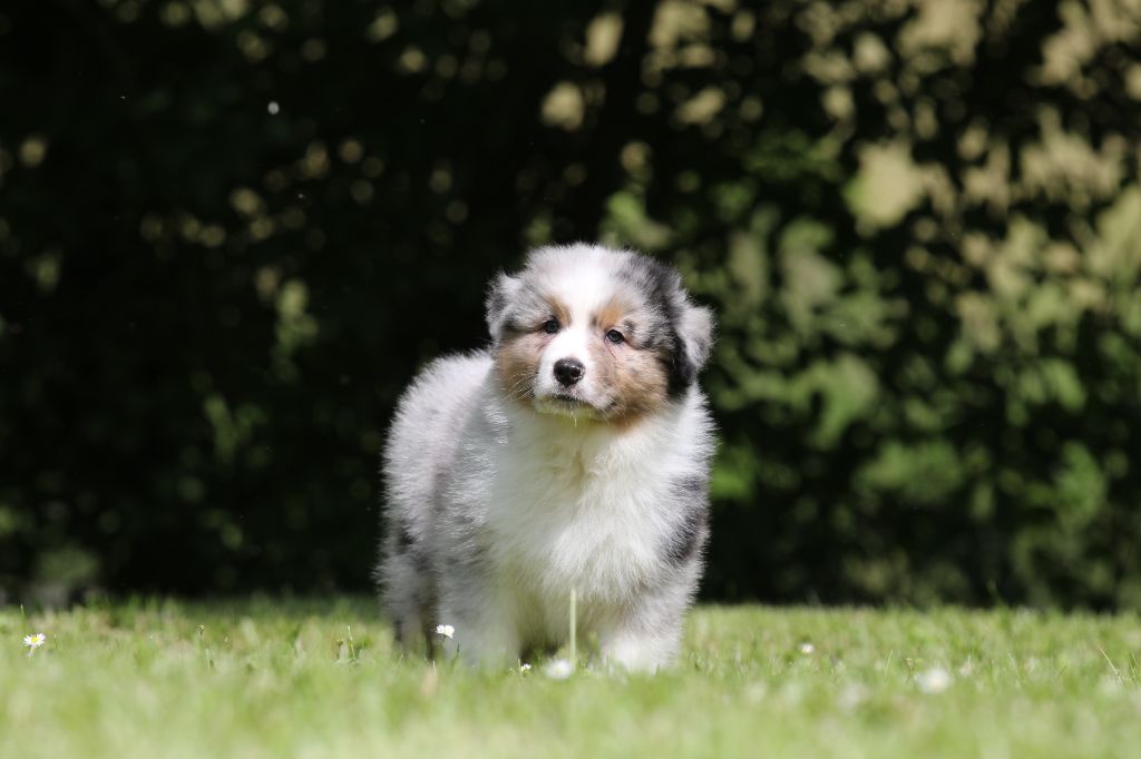 Des Canailles De La Bergerie - Chiots disponibles - Berger Australien