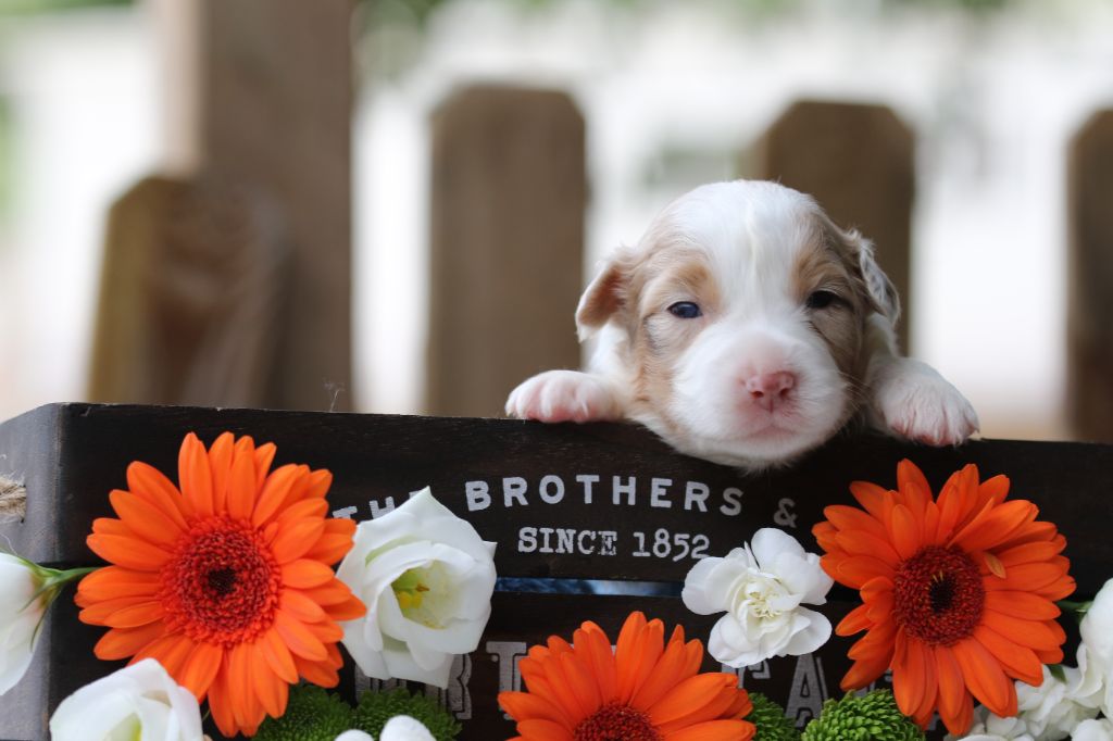 Des Canailles De La Bergerie - Chiots disponibles - Berger Australien