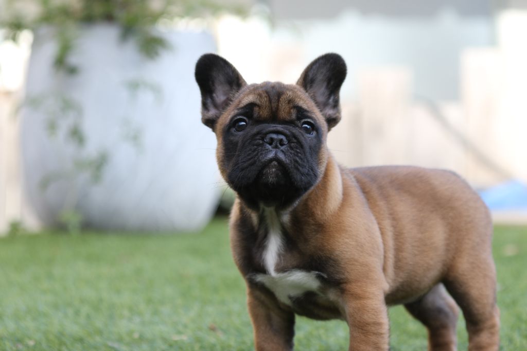 Des Canailles De La Bergerie - Chiots disponibles - Bouledogue français