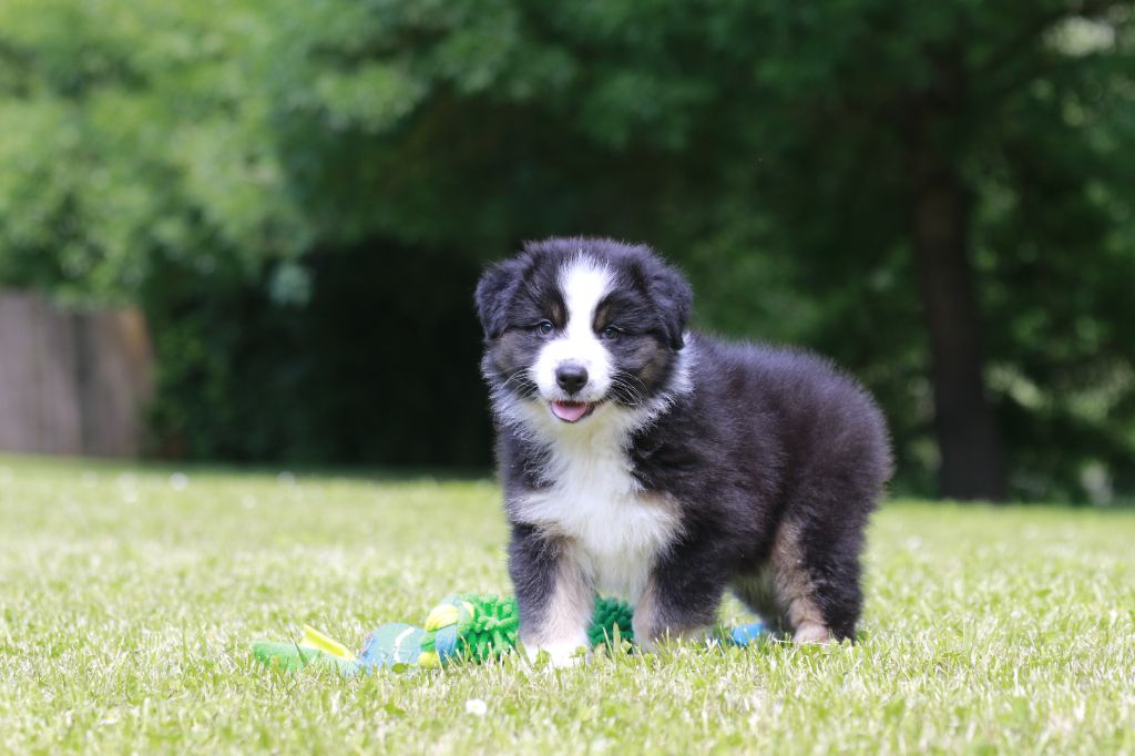 Des Canailles De La Bergerie - Chiots disponibles - Berger Australien