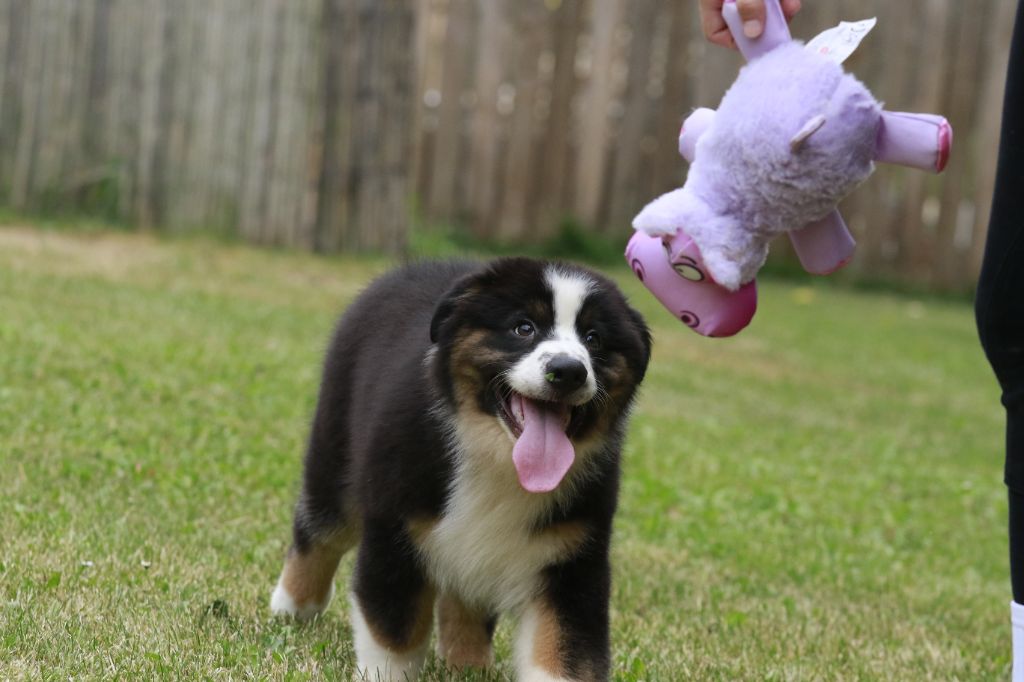 Des Canailles De La Bergerie - Chiots disponibles - Berger Australien