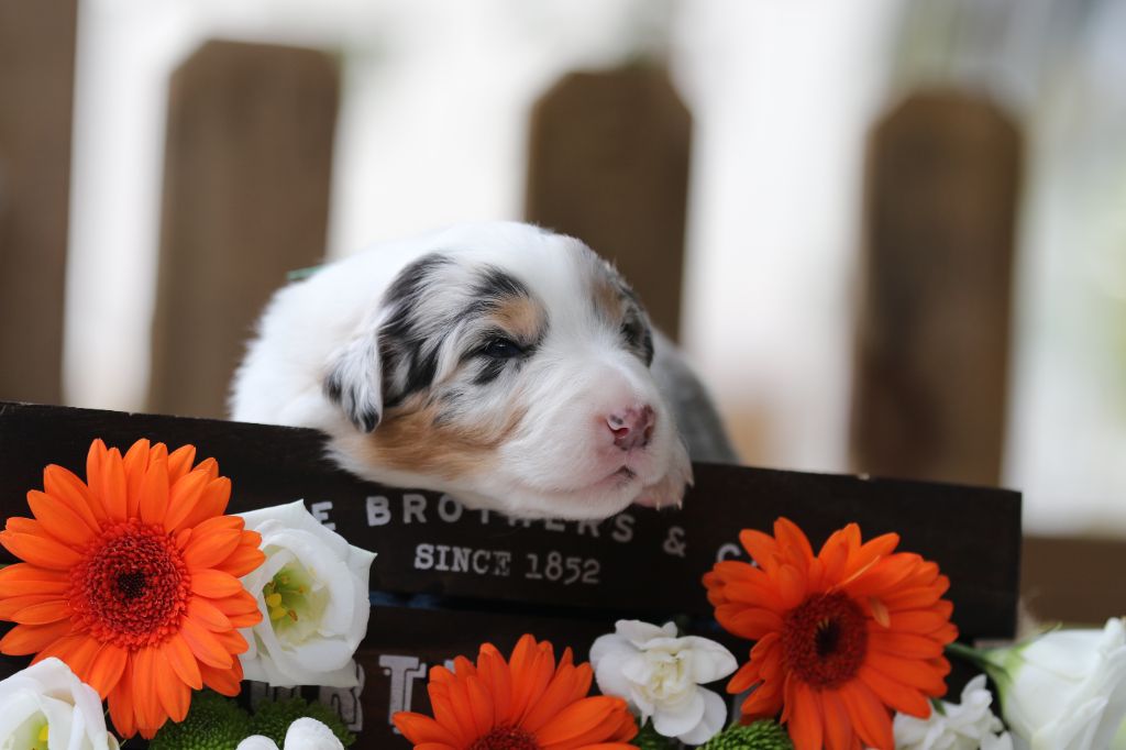 Des Canailles De La Bergerie - Chiots disponibles - Berger Australien