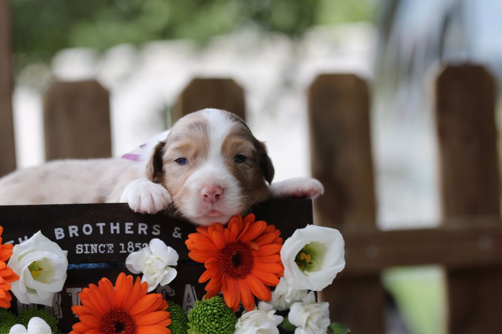 Des Canailles De La Bergerie - Chiots disponibles - Berger Australien