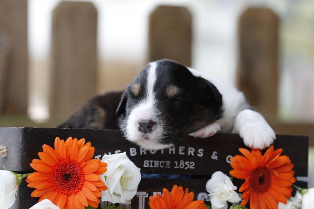 Des Canailles De La Bergerie - Chiots disponibles - Berger Australien