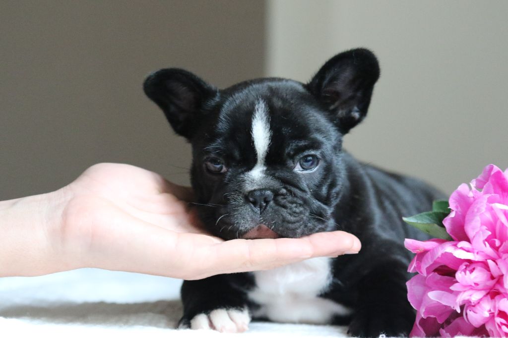 Des Canailles De La Bergerie - Chiots disponibles - Bouledogue français